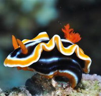 Monolith Dive Site - Stayed