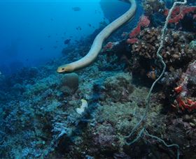 Two Towers Dive Site - Stayed 1