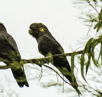 Conimbla National Park - Stayed