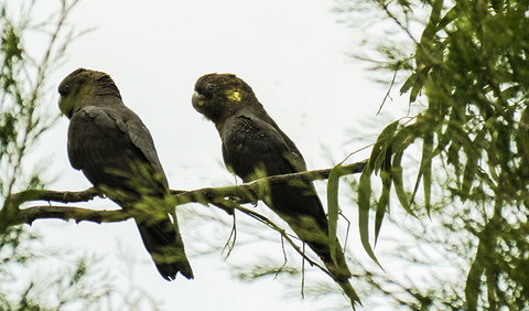 Conimbla National Park - Stayed 0