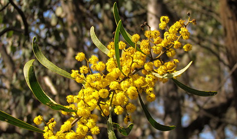 Conimbla National Park - Stayed 2