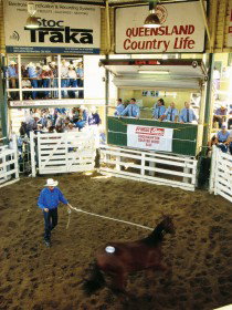 Gracemere QLD Stayed