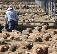 Livestock Marketing Centre - Stayed