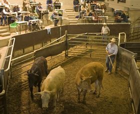 Livestock Marketing Centre - Stayed 1