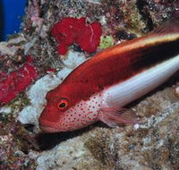 Snake Pit Dive Site - Stayed