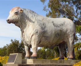 Rockhampton Bull Statues - Stayed 1