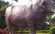 Rockhampton Bull Statues - thumb 0
