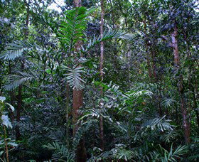 Kutini-Payamu (Iron Range) National Park (CYPAL) - Stayed 2