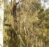 Warby-Ovens National Park - Stayed