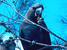 Mount Archer National Park - Stayed 0