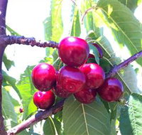 Ballinaclash Orchard and Cellar Door - Stayed