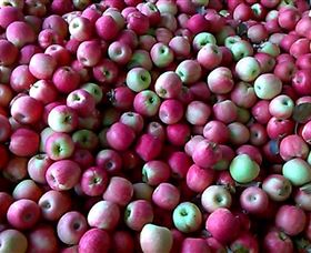 Hillside Orchard - Stayed 0