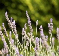 Rustique Lavender Farm - Stayed
