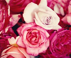 Samaria Farm - Stayed 1