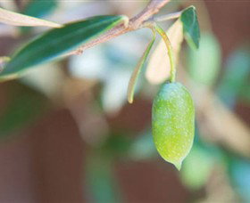 The Olive Shop - Milawa - Stayed 1