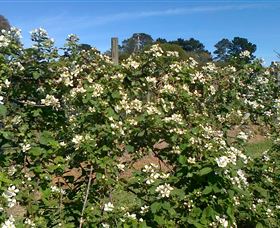 Huntley Berry Farm - Stayed 0