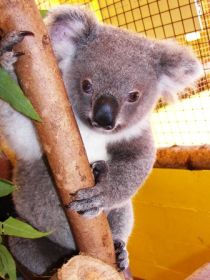 Cooberrie Park Wildlife Sanctuary - Stayed 0