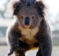 Koalas in Gunnedah - Stayed