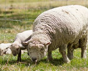 Short Sheep Micro-Winery - Stayed 6