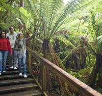 Otway Fly Treetop Adventures - Stayed