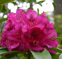 Campbell Rhododendron Gardens - Stayed