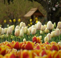 Tulip Top Gardens - Stayed
