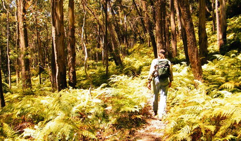 Federal Pass - Stayed 0