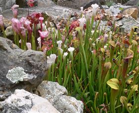 Blue Mountains Botanic Garden - Stayed 4