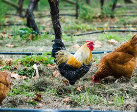 Lark Hill Biodynamic Winery - Stayed 3