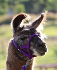 Ottaba Llamas - Stayed 3