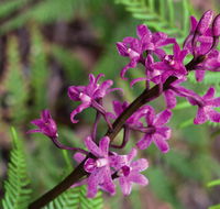 Cassinia walking track - Stayed