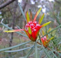 Glenbrook Native Plant Reserve and Nursery - Stayed