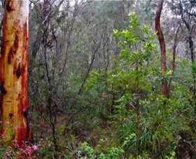 Glenbrook Native Plant Reserve And Nursery - Stayed 2
