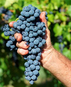 Stonehurst Cedar Creek Vineyard - Stayed 5