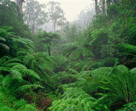 Tarra Bulga National Park - Stayed 0