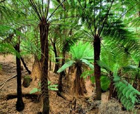 Naracoopa TAS Stayed