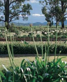 Vinden Estate Wines - Stays Accommodation 1