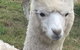 Storybook Alpacas - thumb 0