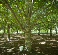 Sassafras Nuts - Stays Accommodation