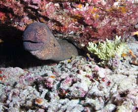 Anchor Bommie Dive Site - Stayed 1