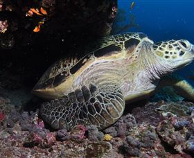 Anchor Bommie Dive Site - Stayed 2