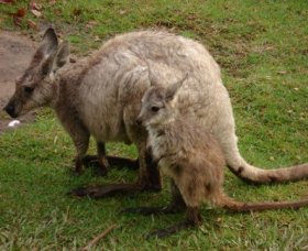 Forest Of Tranquillity - Australian Rainforest Sanctuary - Stayed 1