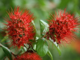 Hervey Bay Botanic Gardens - Stayed 2