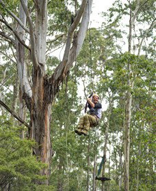 TreeTop Adventure Park Central Coast - Stayed 2