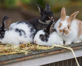 Amazement Farm And Fun Park / Cafe And Farmstay Accommodation - Stayed 2