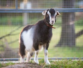 Amazement Farm And Fun Park / Cafe And Farmstay Accommodation - Stayed 3