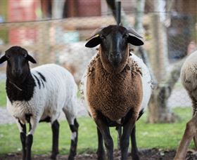 Amazement Farm And Fun Park / Cafe And Farmstay Accommodation - Stayed 4