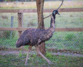 Amazement Farm And Fun Park / Cafe And Farmstay Accommodation - Stayed 6