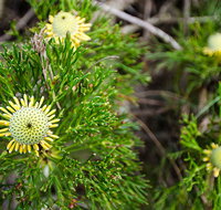 Illawarra lookout walking track - Stayed