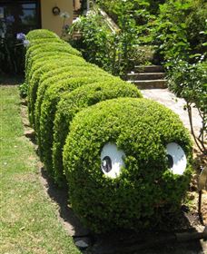 Nutcote - May Gibbs' Home - House Museum - Stayed 0